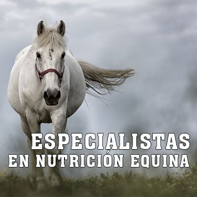 especialistas nutrición equina