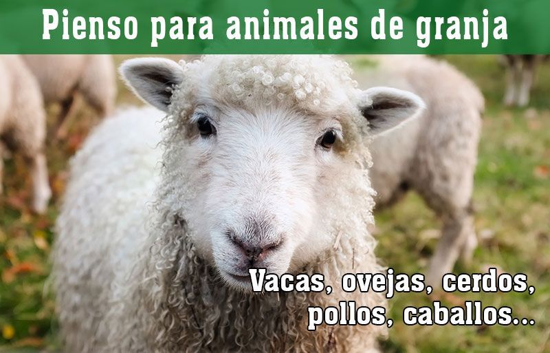 pienso para animales de granja