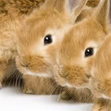 Los conejos necesitan tener una alimentación equilibrada que conste de heno, pasto y comida seca
