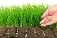 Un herbicida es un producto fitosanitario utilizado para eliminar plantas indeseadas
