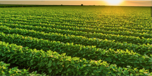 En Grupo Aregón encontrarás todo lo necesario para que tus espacios de cultivo sean productivos y tus áreas verdes luzcan mejor que nunca. Ponemos al alcance de clientes profesionales y particulares la más extensa gama de productos para agricultura y jardinería.
Somos especialistas en el asesoramiento técnico y venta de productos para la preparación y cuidado del terreno: abonos químicos (especiales y ecológicos), fertilizantes o fitosanitarios (herbicidas, insecticidas y fungicidas). Contamos con el respaldo de marcas de calidad, como Inabonos o Fertiberia Huerta y Jardín, de la que somos distribuidores en exclusiva para toda Cantabria.
En nuestro almacén de productos para agricultura y jardinería contamos con una amplia tienda donde te espera una sección dedicada a flores de interior y exterior para decorar tu casa o jardín, árboles frutales y ornamentales y plantas y semillas de temporada para tu huerta. También encontrarás todo tipo de macetas, sustratos, mangueras, accesorios de riego y pequeña maquinaria.
 