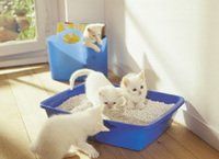 Los gatos se caracterizan por su carácter independiente y por ser animales muy limpios, y es justamente esa tendencia a la limpieza lo que hace que su caja de arena sea un espacio sagrado que siempre debe estar correctamente preparado