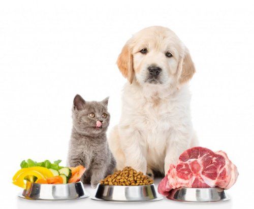 alimentacion mascotas.jpg
