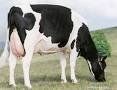 Mezcla de vacas Mezcla de vacas