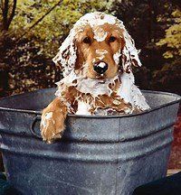 perro bañera.jpg