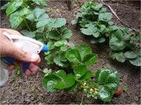 Los fungicidas son sustancias tóxicas que se emplean para impedir el crecimiento o eliminar los hongos y mohos perjudiciales para las plantas, los animales o el hombre. Todo fungicida, por más eficaz que sea, si se utiliza en exceso puede causar daños fisiológicos a la planta.Como todo producto químico, debe ser utilizado con precaución para evitar cualquier daño a la salud humana, a los animales y al medio ambiente.
*El suministro de estos productos es exclusivo en tienda por normativa (artículo 48.2 del reglamento CLP).